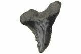 Bargain, Snaggletooth Shark (Hemipristis) Tooth #211657-1